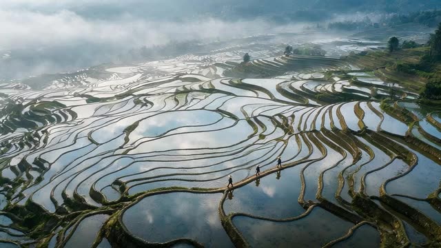 Looping aerial clip: mist drifts over terraced rice fields as farmers walk