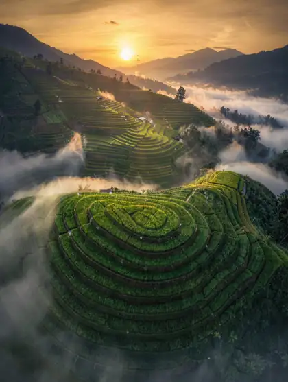 Terraced rice fields
