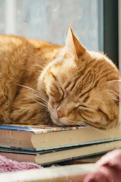 Sleeping cat