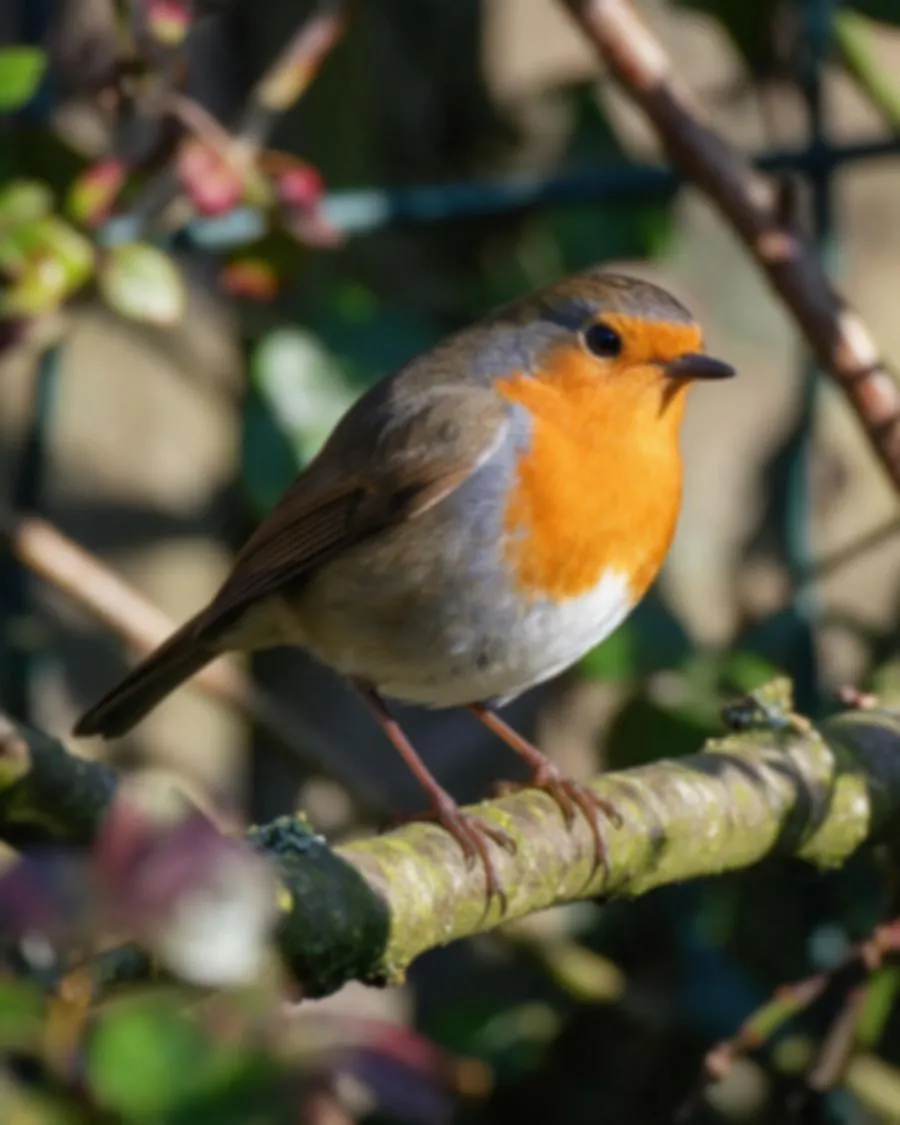 European robin perched on a mossy branch — before