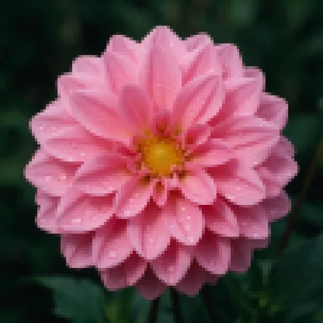 Pink dahlia with water droplets on a dark background — before