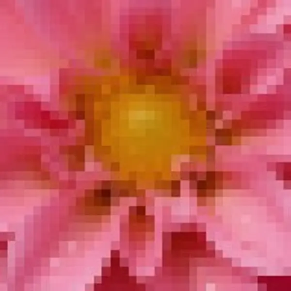 Pink dahlia with water droplets on a dark background — the 112 px, blown up original stretched to the same size (bicubic)